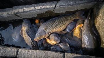 野釣鯽魚爆護(hù)攻略：釣位選擇、天氣影響與餌料搭配技巧