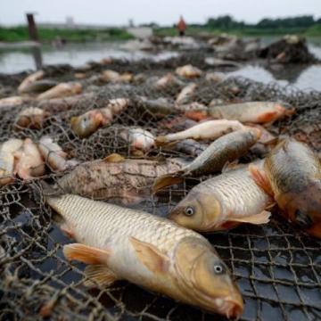武陟釣友獨釣黃河邊,意外捕獲26斤大鯉魚創紀錄