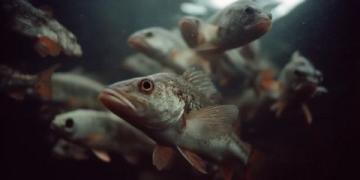 三點必知！養殖青魚的水深度、密度和水環境管理秘籍