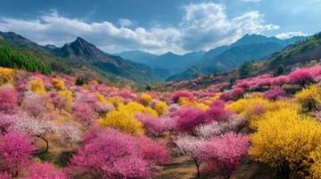 大理旅游攻略|數(shù)不盡的櫻花拍攝機(jī)位與美食