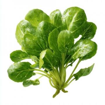 春天的味道與營養(yǎng)：四種適合孩子的春芽美食