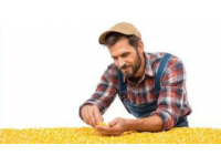 如何科學種植夏玉米以提高產量和質量？