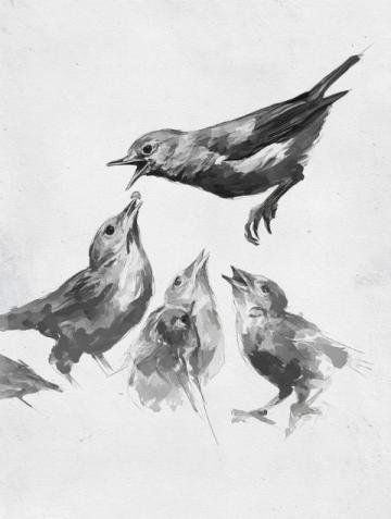 一起探索養鳥學問，品讀金絲雀第一章（二）——鳥類的分類與飼養建議