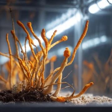 探尋全球藏紅花之源：從味蕾到全身的奧秘
