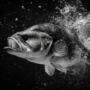 野釣鯽魚爆護(hù)攻略：釣位選擇、天氣影響與餌料搭配技巧