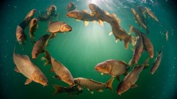 野釣鯽魚爆護(hù)攻略：釣位選擇、天氣影響與餌料搭配技巧