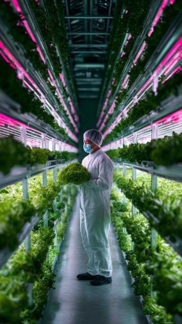 澳洲日志:水培九層塔綻放花朵の生命之美