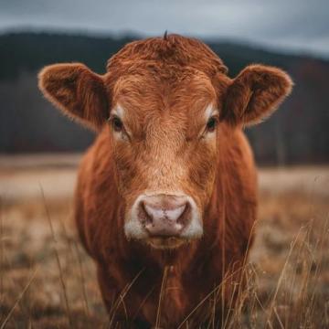2025年驢肉價格飆升，驢肉火燒比奶茶還貴！背后真相揭秘