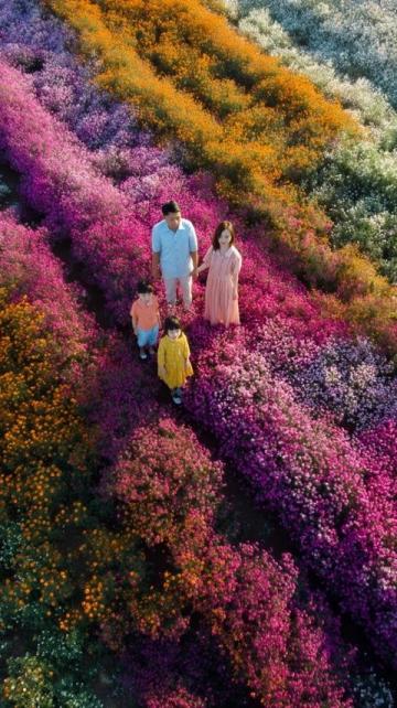 長春花觀賞指南：四季開花、色彩斑斕的美麗花卉