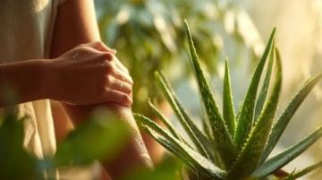 五種創意食譜解鎖蘆薈的美味與營養