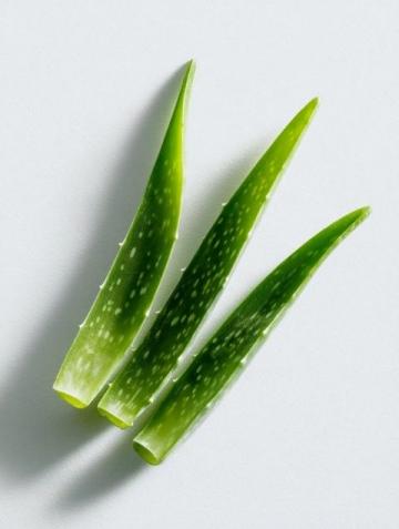 五種創意食譜解鎖蘆薈的美味與營養