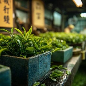 邂逅洪崖璀璨，沉醉古鎮(zhèn)茶香