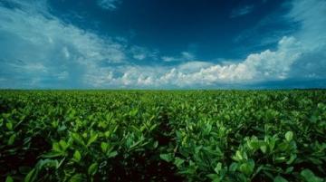 豆油技術分析：供應充足需求疲軟下的價格走勢判斷