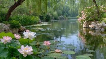菏澤萬畝荷塘是魯西南地區夏季賞荷、生態體驗的熱門目的地