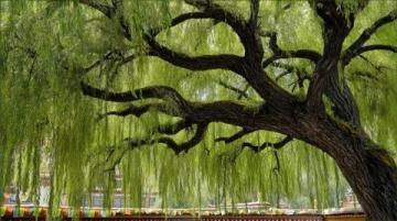 深圳黃花風(fēng)鈴木盛放打卡地大盤點(diǎn)：金色隧道、金色河谷，美不勝收！