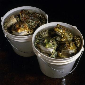 夏日微風中的味蕾享受：寶應六月鮮蟹黃魚頭煲