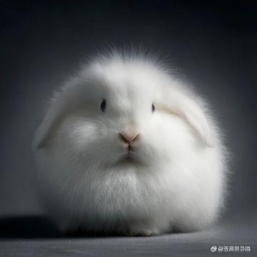新手必看！長毛兔飼養全攻略，從品種到繁殖一文搞懂！