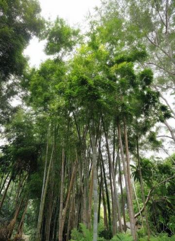 深圳黃花風(fēng)鈴木盛放打卡地大盤點(diǎn)：金色隧道、金色河谷，美不勝收！