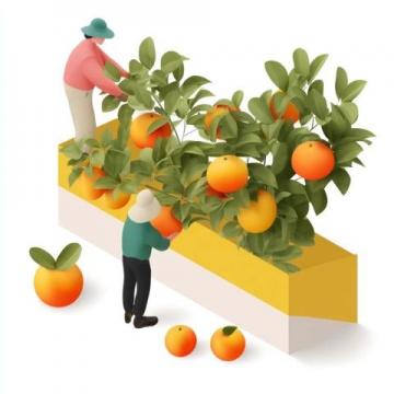耙耙柑果實(shí)膨大期管理：藻邦農(nóng)方案助成果實(shí)累累