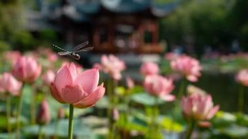 菏澤萬畝荷塘是魯西南地區夏季賞荷、生態體驗的熱門目的地