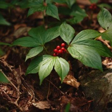 初夏警惕!野草莓誘人但勿摘錯毒果蛇莓
