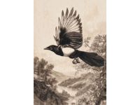 伯勞鳥：自然界的"屠夫鳥"，生態(tài)鏈上的捕獵高手