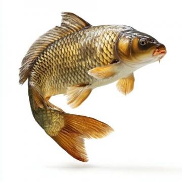 釣魚達人必學:掌握野釣鯉魚秘訣,快速提升技巧!