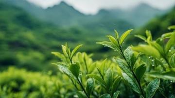 清明前獅峰山明前茶:時光中的生命奇跡與文化傳承