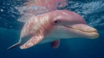 大開眼界!揭秘水豚泡溫泉、土撥鼠打斗背后的生物奧秘