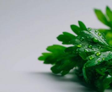 芹菜與芹葉:一字差異,營養(yǎng)迥異,一探究竟!