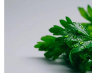 芹菜與芹葉：一字差異，營養(yǎng)迥異，一探究竟！