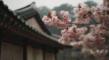 春暖花開賞花季之懷柔篇