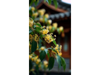 春暖花開賞花季之懷柔篇