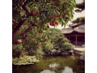 蘇州旅游指南：園林、古鎮與現代魅力的完美融合