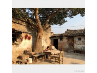 青島農大學子古建守護三下鄉行記