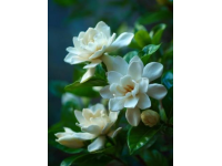 本想隨便曬點(diǎn)花草，卻被茉莉纏上3年3個反常識技巧，新手也能養(yǎng)出滿屋香