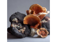 滇菌俏：探索云南野生食用菌的文化與美食之旅