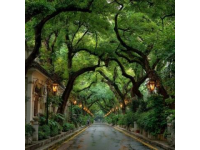 廈門三天游攻略：鼓浪嶼、植物園與環島路行程規劃