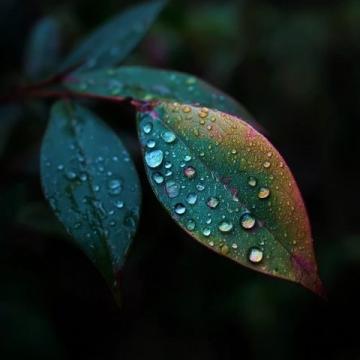 秋季初起的細雨是白露節氣的特征,此時身體容易出現各種問題.