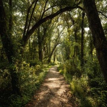 夏季戶外徒步推薦：多條林蔭遮陽路線等你探索