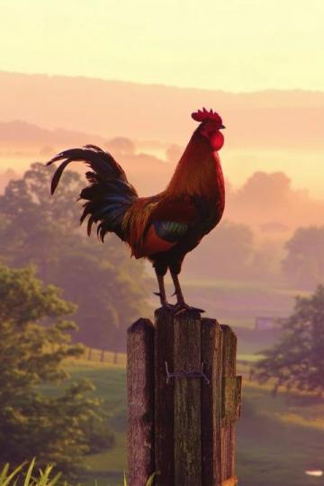 教你在家做燉大公雞，簡單又美味，上桌就被搶光盤，快來學學吧！