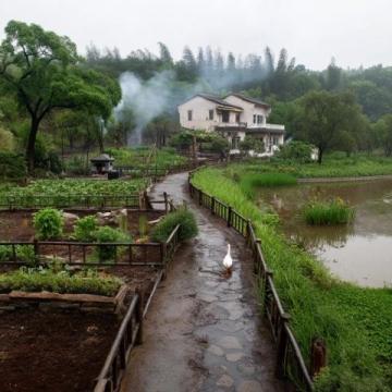 廣西邕寧區蒲廟鎮良信村:早春田園美景與鄉村振興新篇章