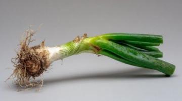 中國南北口味差異:北方愛大蔥,生吃也行;南方人嗨辣過敏???!