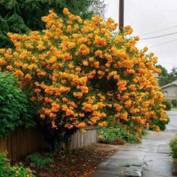 銅仁金秋：丹桂飄香，詩意盎然的美景與美食之旅
