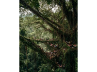 解鎖砂拉越雨林音樂節(jié)全攻略世界級(jí)音樂盛宴不容錯(cuò)過！