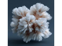 雨季來臨！怒江秘境一斤50元的神秘野生菌你認識嗎？