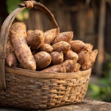 家鄉老品種芋頭雖小,煮后粉糯香甜極佳