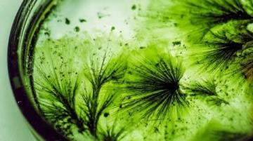 八年級上冊生物第四章知識點(diǎn)總結(jié)