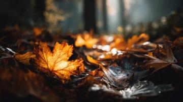 褪去了炎熱,天氣也漸漸涼爽,秋意漸濃,頭天晚上充滿電,趁著初秋的周末