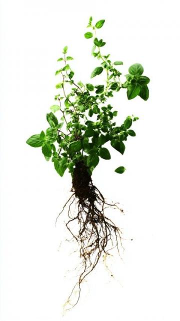 廣西特色葉籺:艾草葉籺與糯米麻籺